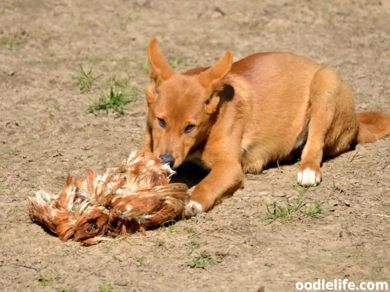 Dingo eats fowl