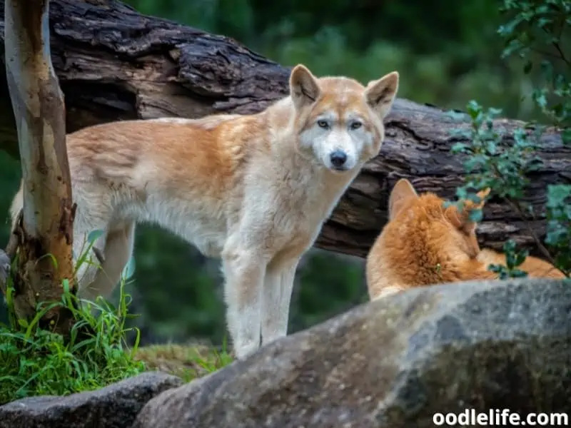 Dingo in the forest