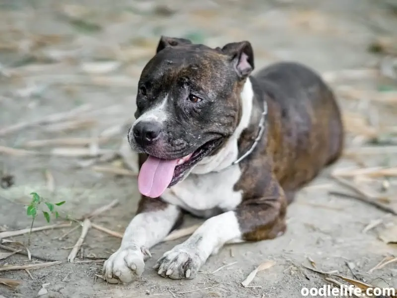 dirty Pitbull paws