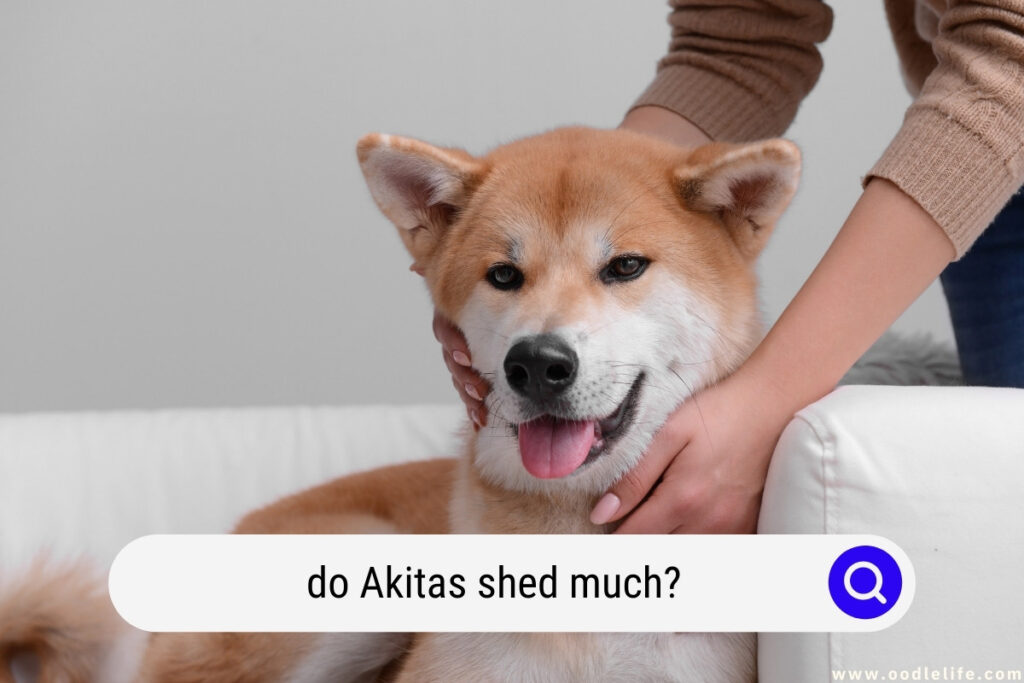 do Akitas shed