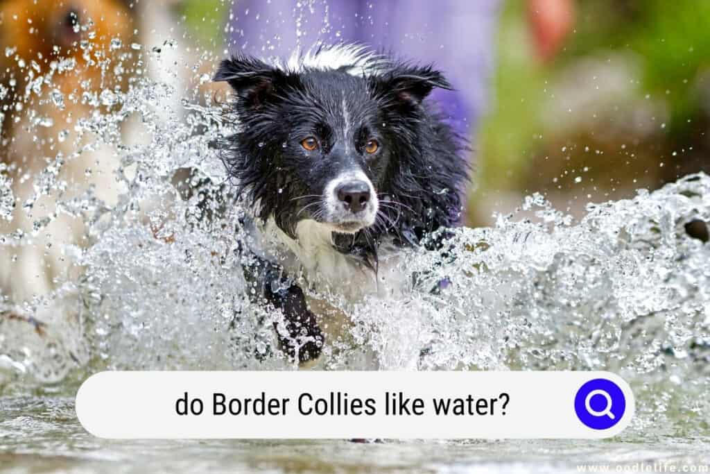 do Border Collies like water