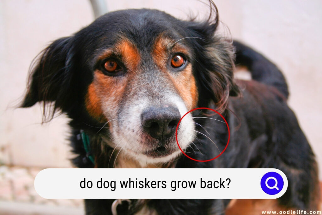 do dog whiskers grow back