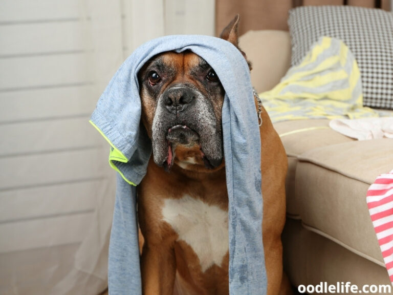 Why Do Dogs Eat Underwear? [9 Reasons] Oodle Life