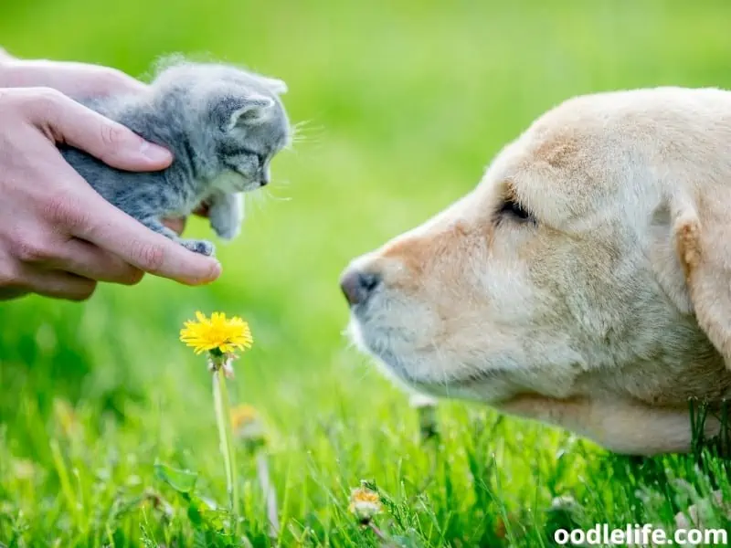 dog and kitten