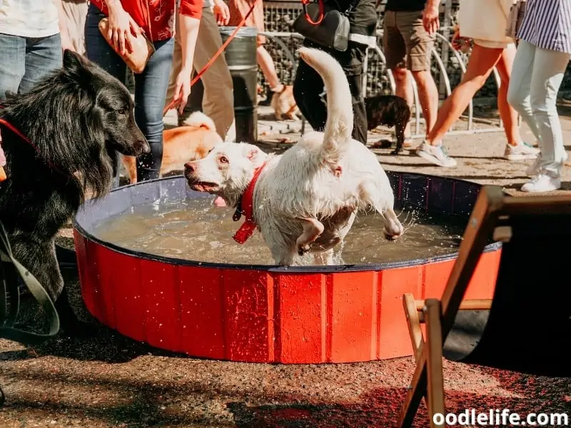 dog bath in a pool