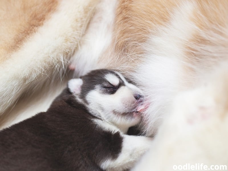 Do Female Dogs Eat Their Puppies