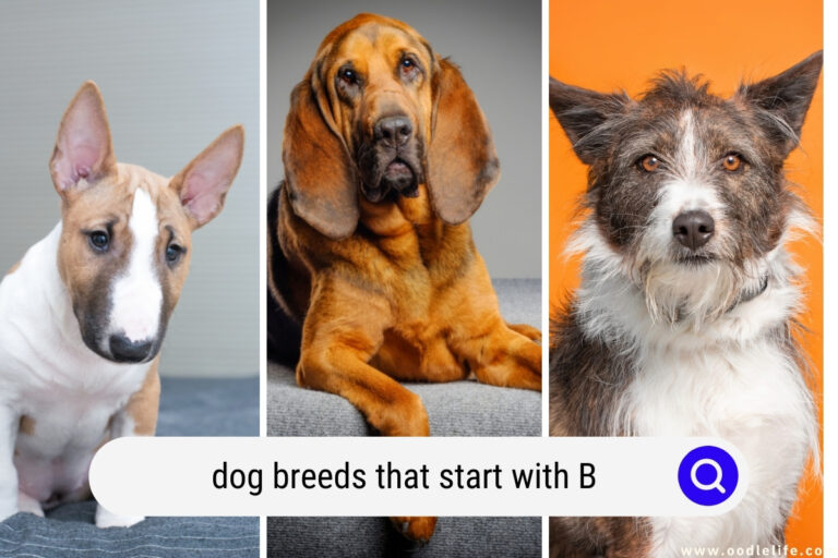 All Dog Breeds That Start With B (with Pictures)