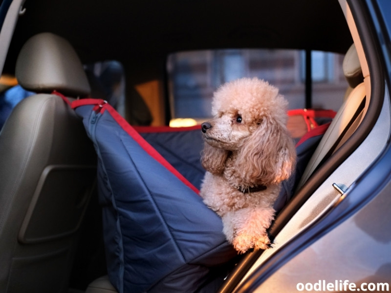 Dog Crate For Car Backseat