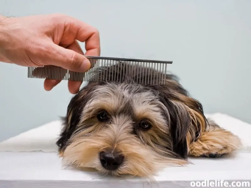 dog comb
