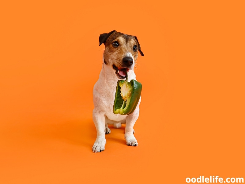 dog eats bell pepper