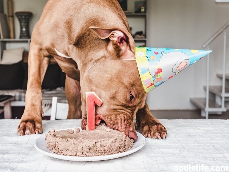 dog eats cake