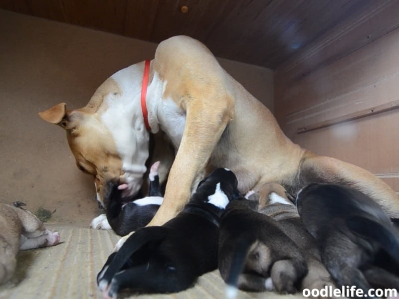 What Happens When Dogs Eat Dead Animals What Happens When Dogs Eat Dead Animals