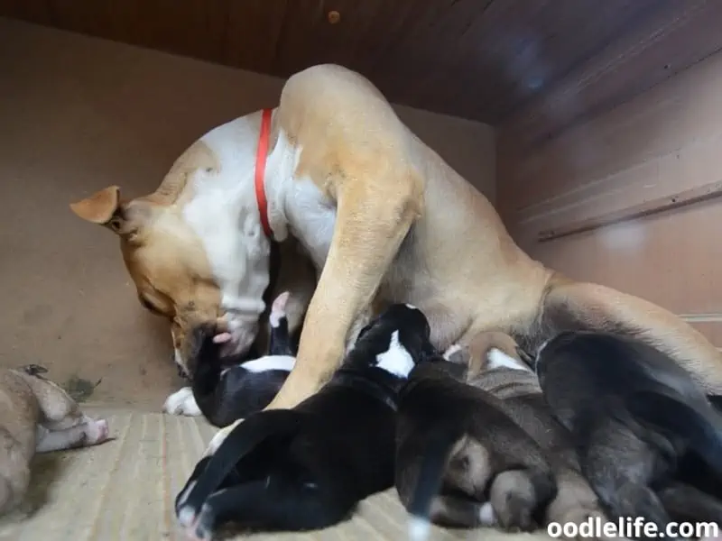 dog feeds puppies