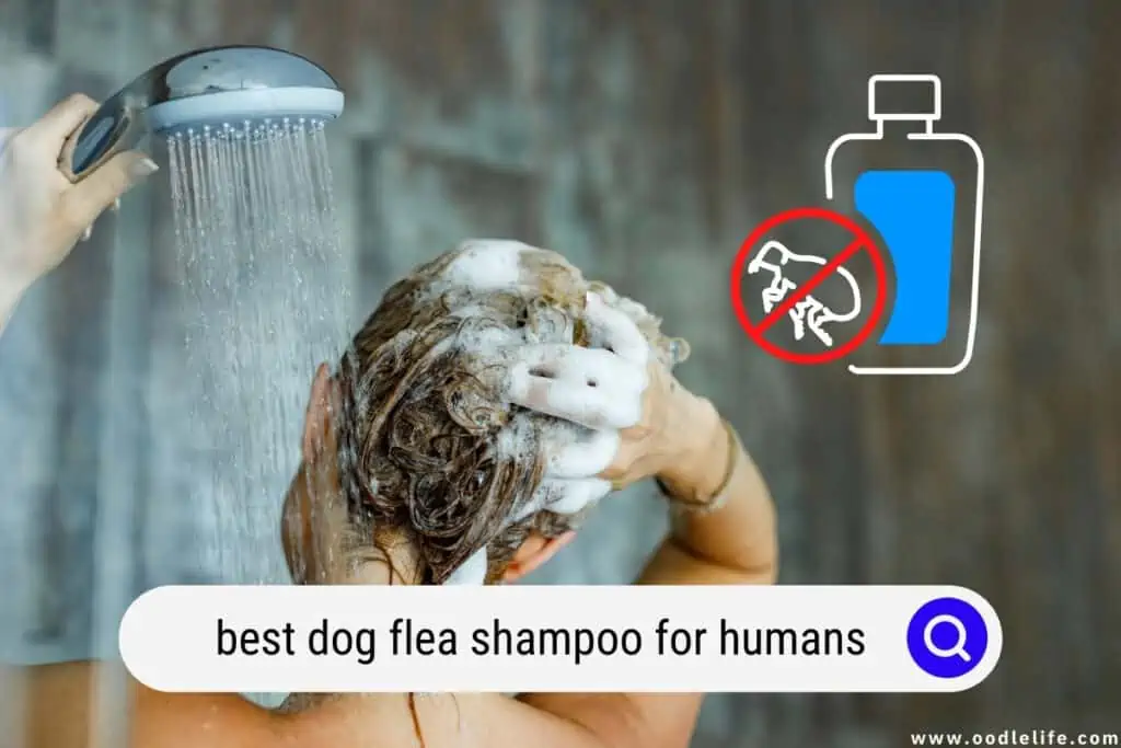 dog flea shampoo for humans