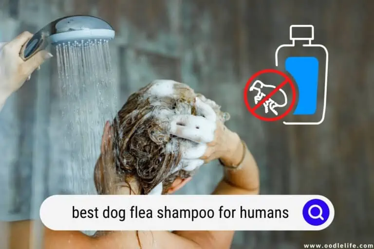 Best Dog Flea Shampoo for Humans (2024)