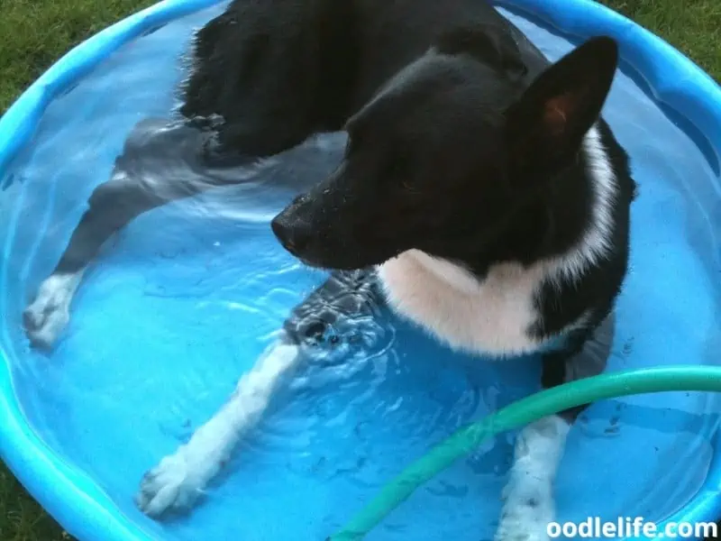 dog in a pool