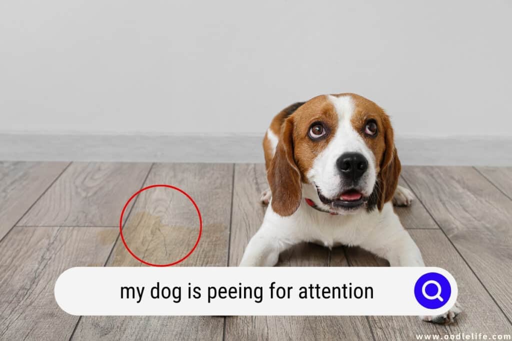 do puppies pee in the house for attention