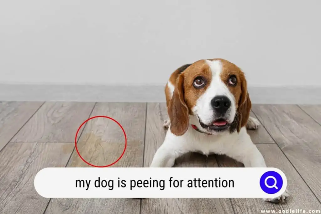 dog is peeing for attention