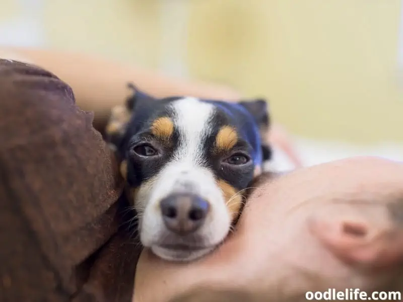 dog lays head on the neck