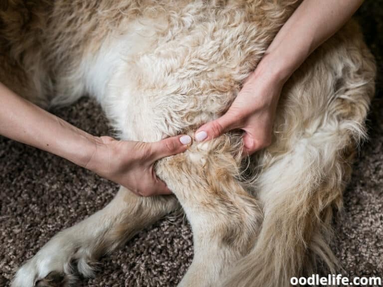 dog-kicking-back-legs-explained-what-it-means-oodle-life