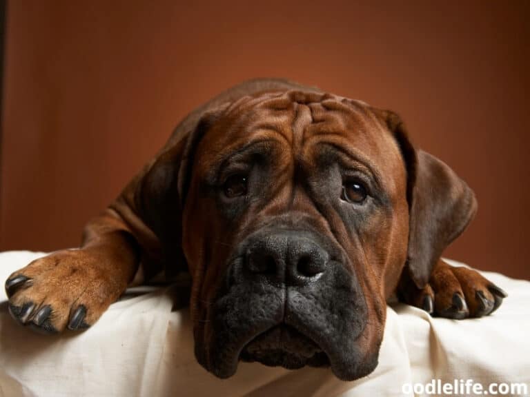 Best Satin Balls For Dogs Recipe (2022) Oodle Life