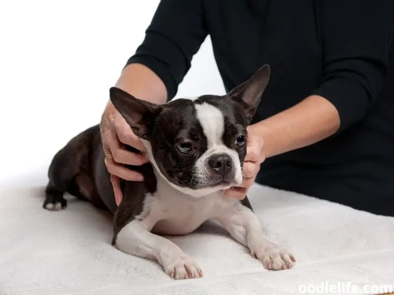dog massage by owner