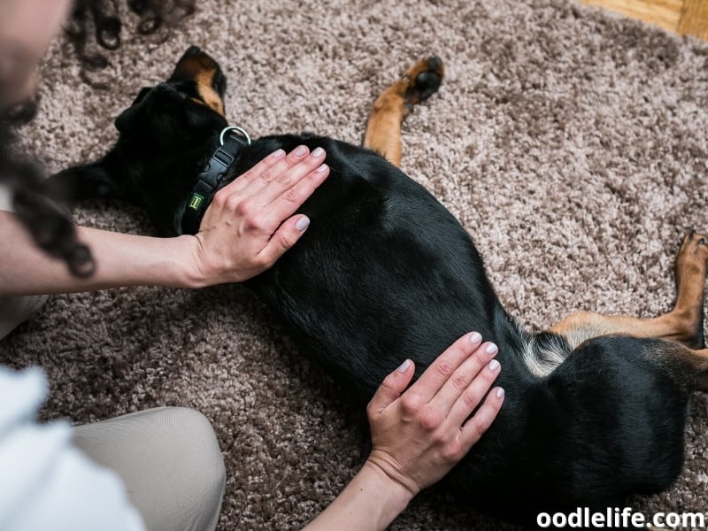 dog massage on carpet