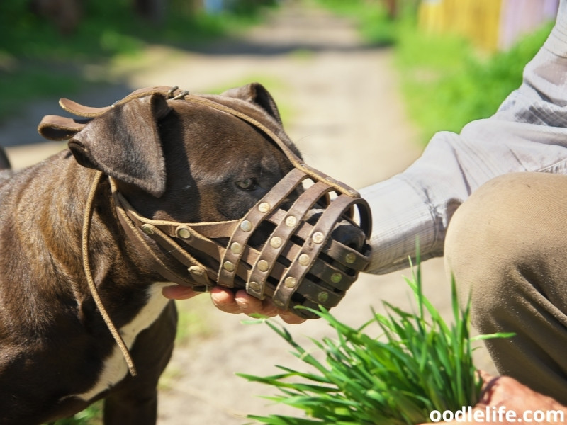 dog muzzle with owner