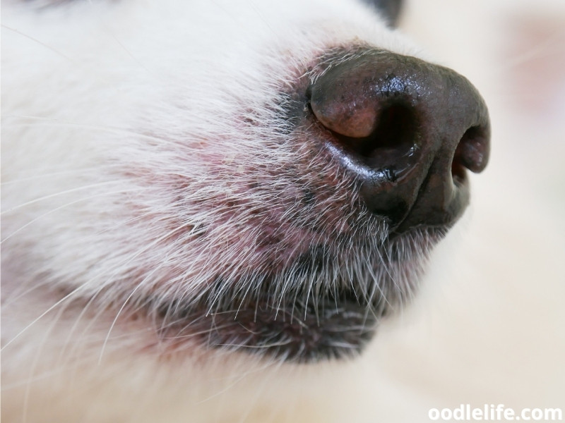 dog nose and whisker