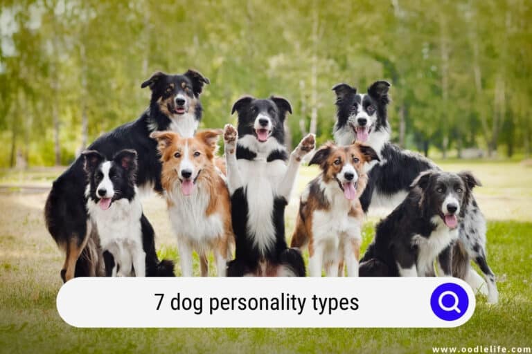 7 Dog Personality Types – Which One is YOUR Dog? (Quiz)