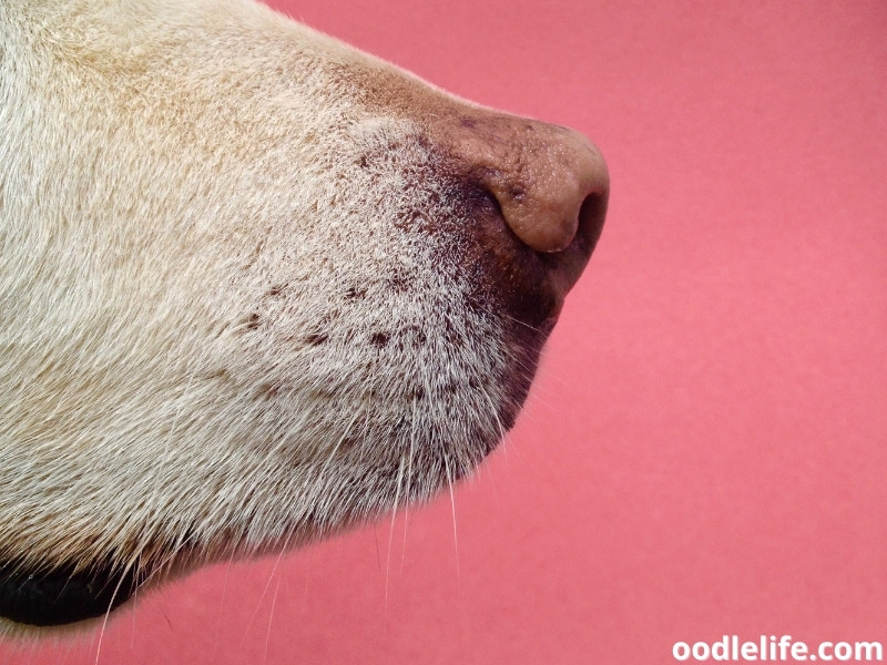 dog pink nose and whiskers