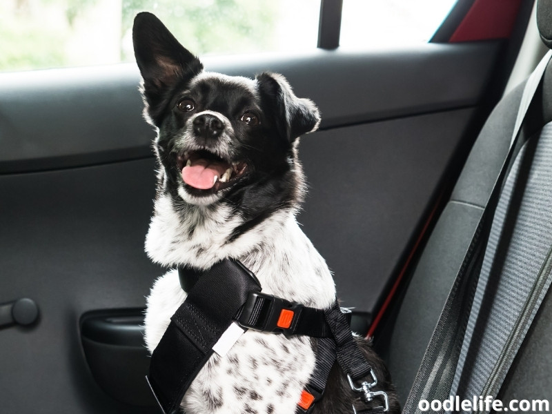 Dog Crate For Car Backseat