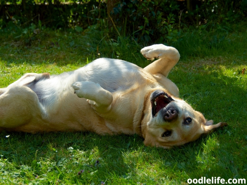 dog seizure attacks