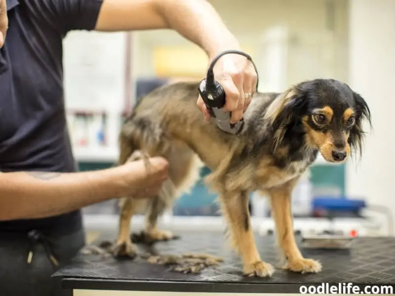 dog shave