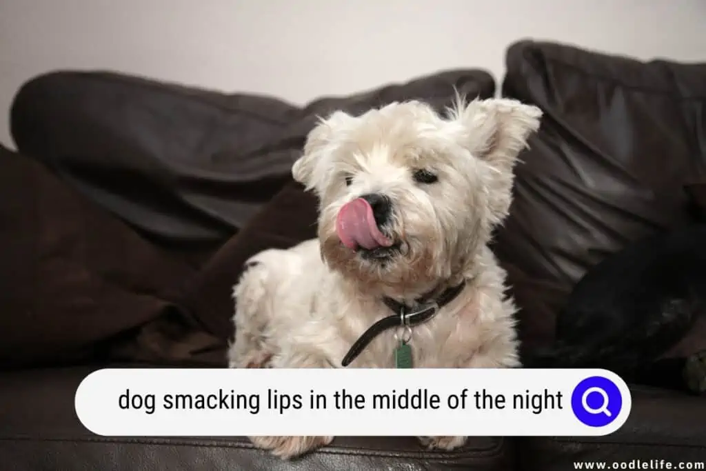 dog smacking lips in the middle of the night
