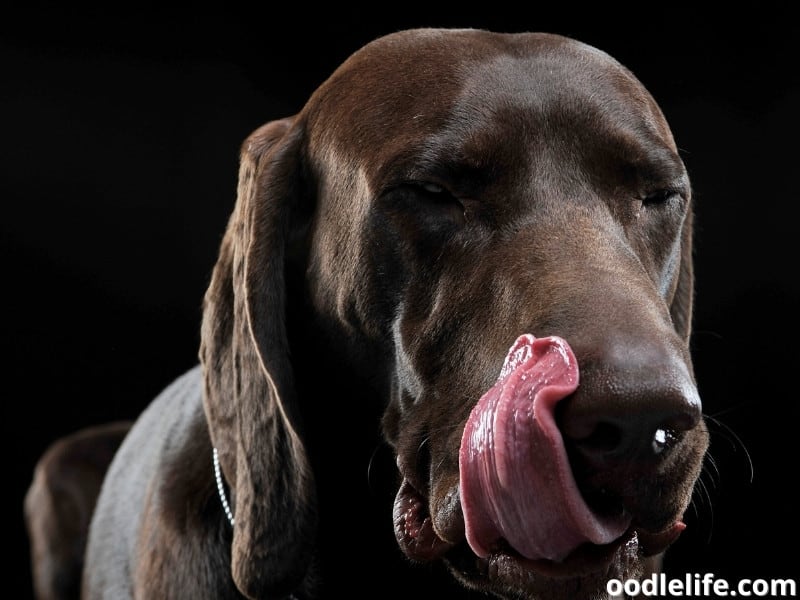 Why Do Dogs Smack Their Lips When You Pet Them