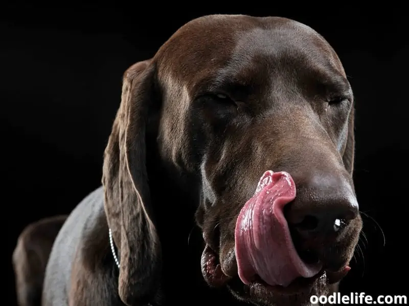 dog smacking lips