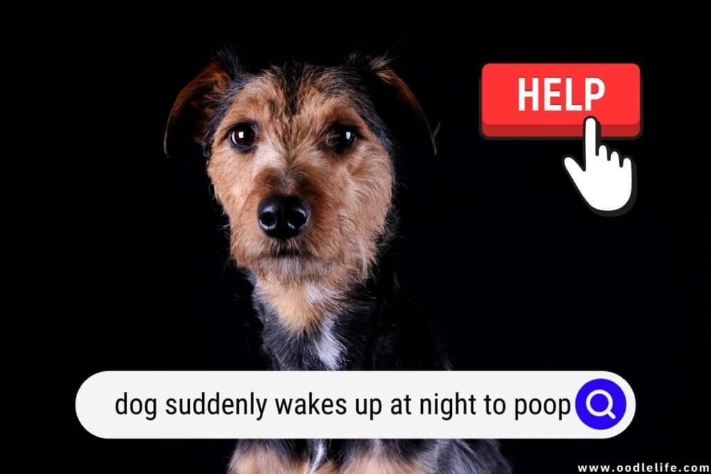 dog suddenly waking up in the middle of the night to poop