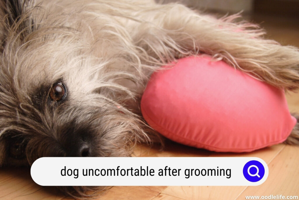 dog uncomfortable after grooming