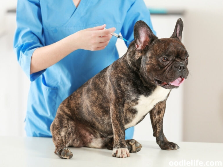 My Dog Bit Me And Drew Blood (What To Do) Oodle Life