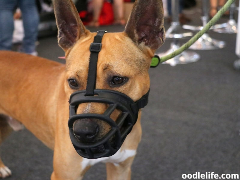 dog wearing muzzle