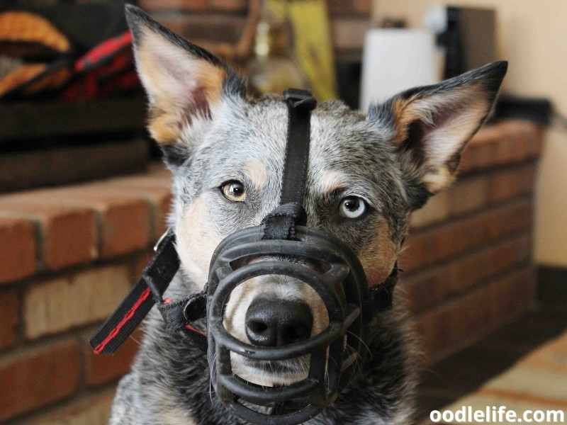 dog wears muzzle