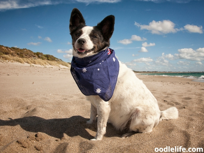 dog with Australian flag