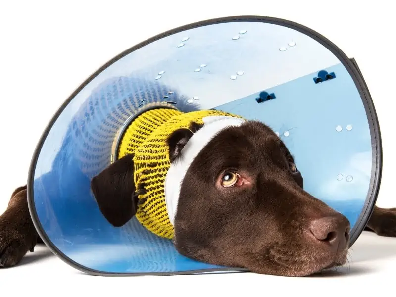 dog with cone on
