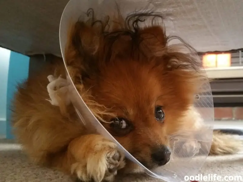 dog with cone under the chair