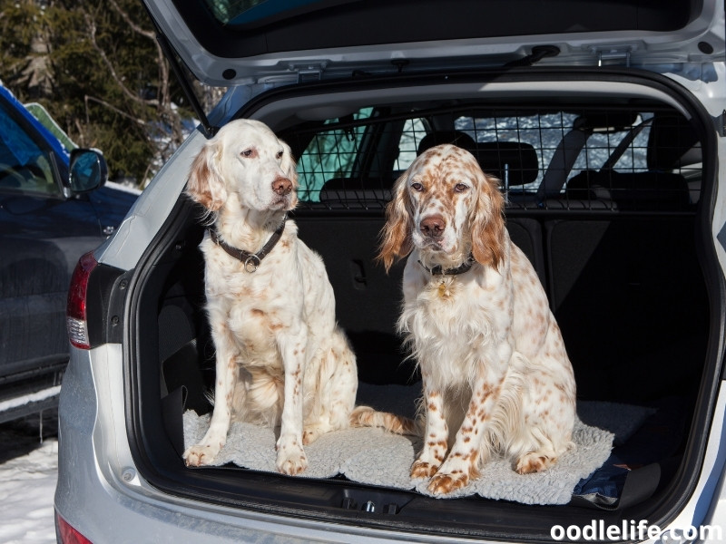 dogs at the car trunk