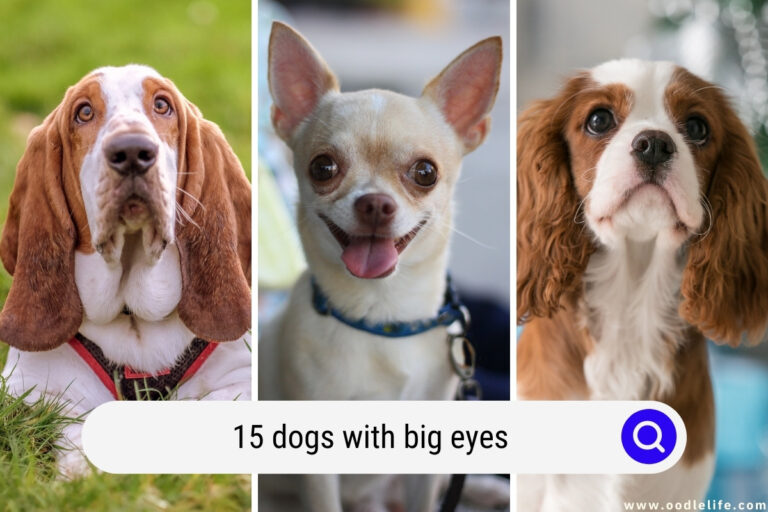 15 Dogs With Big Eyes [Breeds With Photos]