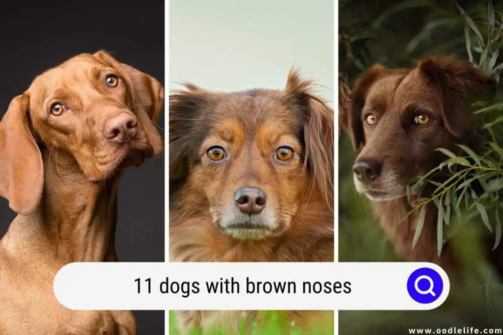 dogs with brown noses