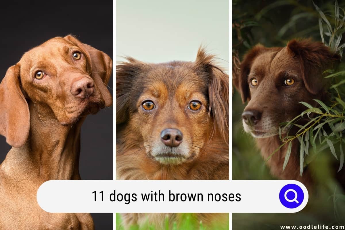 Dog s Nose Changing Color From Black To Brown Detroit Chinatown Dog s Nose Changing Color From Black To Brown Detroit Chinatown