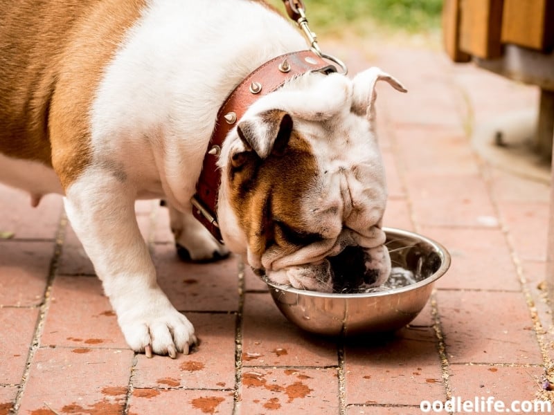 English Bulldog drinks water
